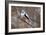 Long-tailed Tit-Colin Varndell-Framed Photographic Print