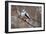 Long-tailed Tit-Colin Varndell-Framed Photographic Print