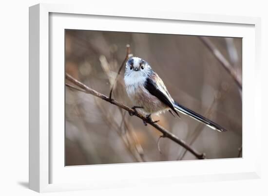 Long-tailed Tit-Colin Varndell-Framed Photographic Print