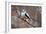 Long-tailed Tit-Colin Varndell-Framed Photographic Print