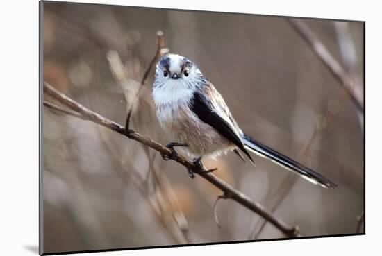 Long-tailed Tit-Colin Varndell-Mounted Photographic Print