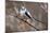 Long-tailed Tit-Colin Varndell-Mounted Photographic Print