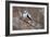 Long-tailed Tit-Colin Varndell-Framed Photographic Print