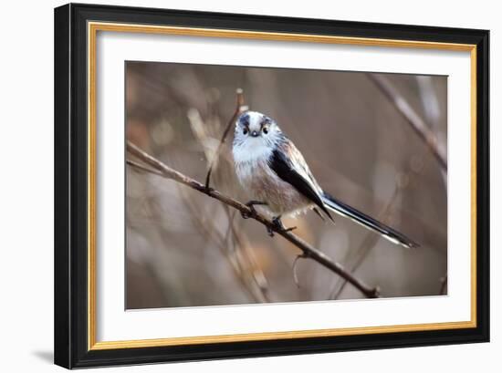 Long-tailed Tit-Colin Varndell-Framed Photographic Print