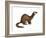 Long-Tailed Weasel (Mustela Frenata), Mammals-Encyclopaedia Britannica-Framed Art Print