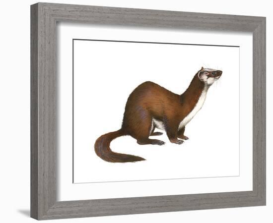 Long-Tailed Weasel (Mustela Frenata), Mammals-Encyclopaedia Britannica-Framed Art Print