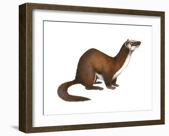 Long-Tailed Weasel (Mustela Frenata), Mammals-Encyclopaedia Britannica-Framed Art Print