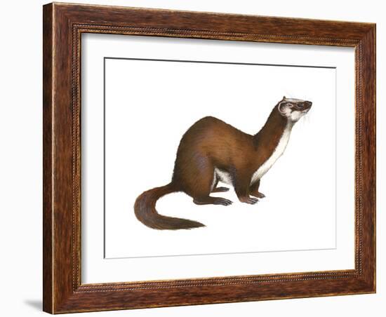 Long-Tailed Weasel (Mustela Frenata), Mammals-Encyclopaedia Britannica-Framed Art Print