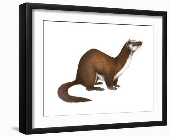 Long-Tailed Weasel (Mustela Frenata), Mammals-Encyclopaedia Britannica-Framed Art Print