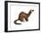 Long-Tailed Weasel (Mustela Frenata), Mammals-Encyclopaedia Britannica-Framed Art Print