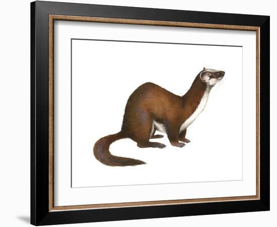 Long-Tailed Weasel (Mustela Frenata), Mammals-Encyclopaedia Britannica-Framed Art Print