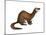 Long-Tailed Weasel (Mustela Frenata), Mammals-Encyclopaedia Britannica-Mounted Art Print