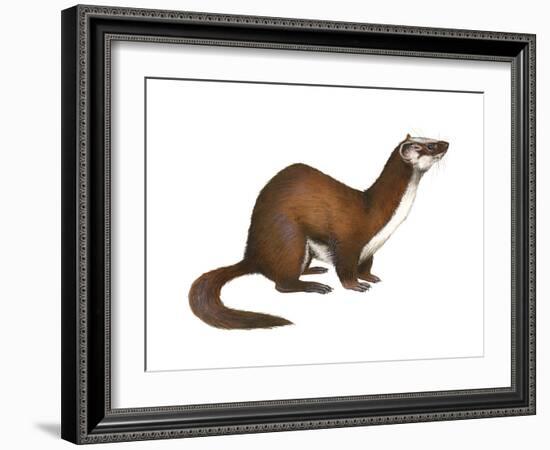 Long-Tailed Weasel (Mustela Frenata), Mammals-Encyclopaedia Britannica-Framed Art Print