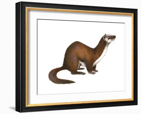 Long-Tailed Weasel (Mustela Frenata), Mammals-Encyclopaedia Britannica-Framed Art Print