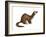 Long-Tailed Weasel (Mustela Frenata), Mammals-Encyclopaedia Britannica-Framed Art Print