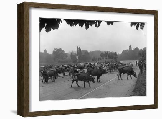 Longchamp Racecourse Transformed into a Cattle Enclosure, Near the Mill of Longchamp, Paris, 1914-Jacques Moreau-Framed Photographic Print