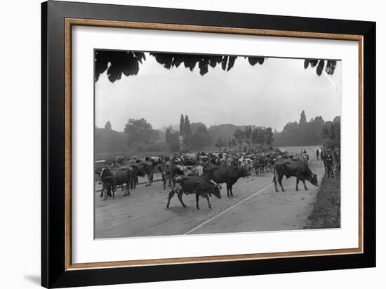 Longchamp Racecourse Transformed into a Cattle Enclosure, Near the Mill of Longchamp, Paris, 1914-Jacques Moreau-Framed Photographic Print