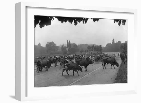 Longchamp Racecourse Transformed into a Cattle Enclosure, Near the Mill of Longchamp, Paris, 1914-Jacques Moreau-Framed Photographic Print