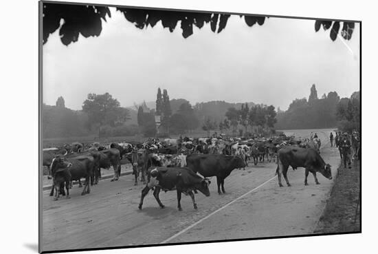 Longchamp Racecourse Transformed into a Cattle Enclosure, Near the Mill of Longchamp, Paris, 1914-Jacques Moreau-Mounted Photographic Print