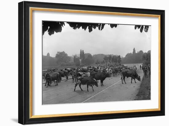 Longchamp Racecourse Transformed into a Cattle Enclosure, Near the Mill of Longchamp, Paris, 1914-Jacques Moreau-Framed Photographic Print