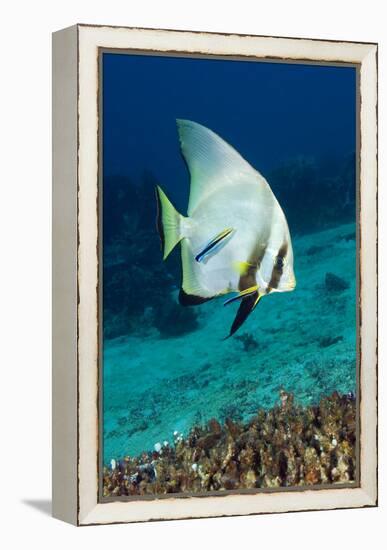 Longfin Batfish-Matthew Oldfield-Framed Premier Image Canvas