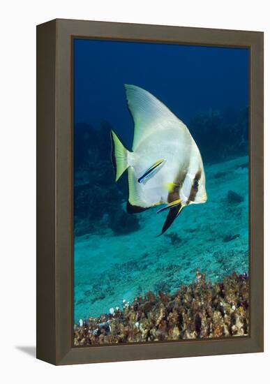 Longfin Batfish-Matthew Oldfield-Framed Premier Image Canvas