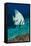 Longfin Batfish-Matthew Oldfield-Framed Premier Image Canvas