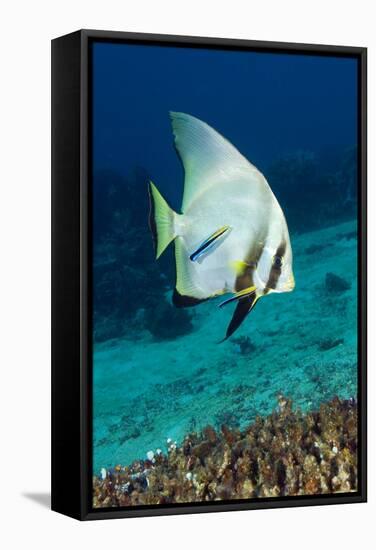 Longfin Batfish-Matthew Oldfield-Framed Premier Image Canvas