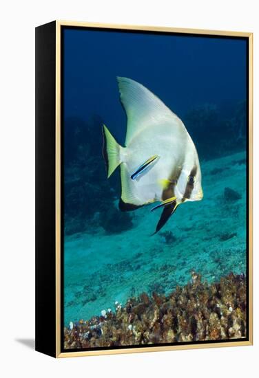 Longfin Batfish-Matthew Oldfield-Framed Premier Image Canvas