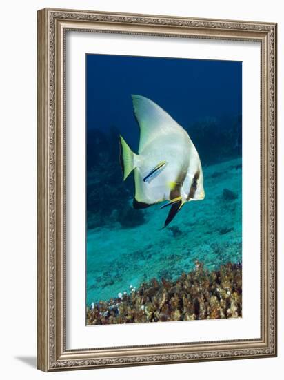 Longfin Batfish-Matthew Oldfield-Framed Photographic Print