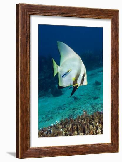 Longfin Batfish-Matthew Oldfield-Framed Photographic Print