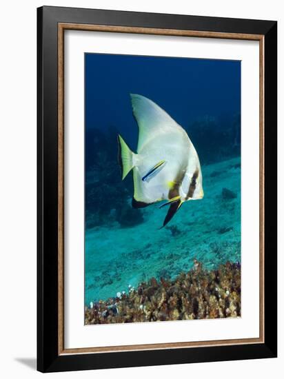 Longfin Batfish-Matthew Oldfield-Framed Photographic Print