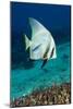 Longfin Batfish-Matthew Oldfield-Mounted Photographic Print