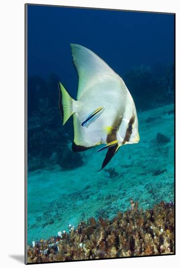 Longfin Batfish-Matthew Oldfield-Mounted Photographic Print