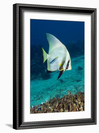 Longfin Batfish-Matthew Oldfield-Framed Photographic Print