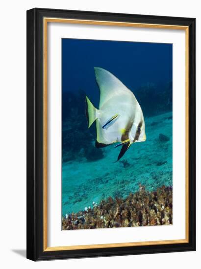 Longfin Batfish-Matthew Oldfield-Framed Photographic Print