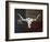 Longhorn Art with Flag-Design Turnpike-Framed Giclee Print