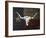 Longhorn Art with Flag-Design Turnpike-Framed Giclee Print