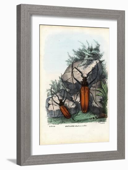 Longhorn Beetle, 1863-79-Raimundo Petraroja-Framed Giclee Print