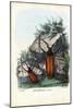 Longhorn Beetle, 1863-79-Raimundo Petraroja-Mounted Giclee Print