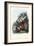 Longhorn Beetle, 1863-79-Raimundo Petraroja-Framed Giclee Print