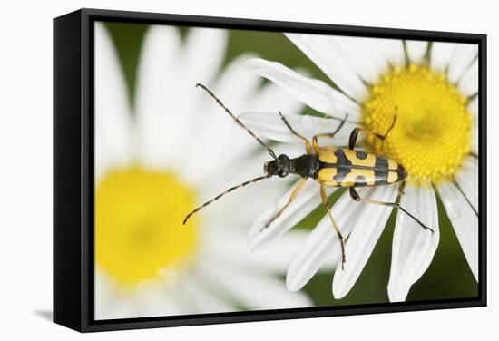 Longhorn Beetle-Adrian Bicker-Framed Premier Image Canvas