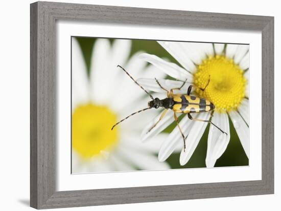Longhorn Beetle-Adrian Bicker-Framed Photographic Print