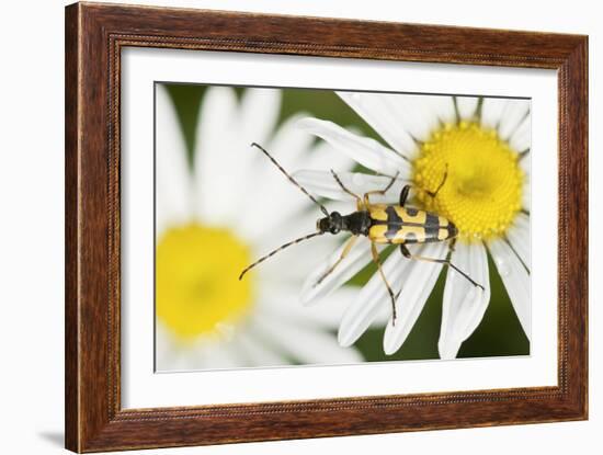 Longhorn Beetle-Adrian Bicker-Framed Photographic Print