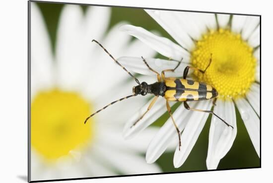 Longhorn Beetle-Adrian Bicker-Mounted Photographic Print