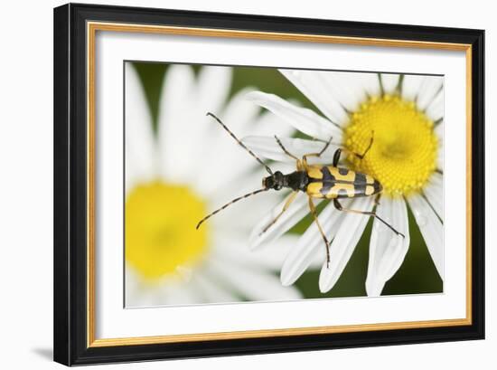 Longhorn Beetle-Adrian Bicker-Framed Photographic Print