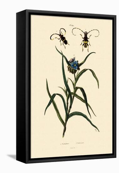 Longhorn Beetles, 1833-39-null-Framed Premier Image Canvas