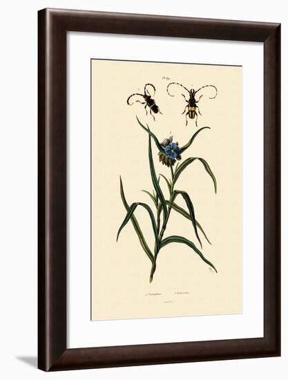 Longhorn Beetles, 1833-39-null-Framed Giclee Print