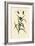 Longhorn Beetles, 1833-39-null-Framed Giclee Print
