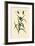 Longhorn Beetles, 1833-39-null-Framed Giclee Print